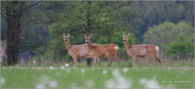 <p>SRNEC OBECNÝ (Capreolus capreolus) Šluknovsko - Jiříkov /European roe deer - Reh/</p>